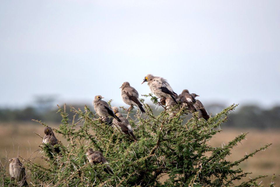 (Passeriformes: Sturnidae) Creatophora cinerea, Flikstare / Wattled starling