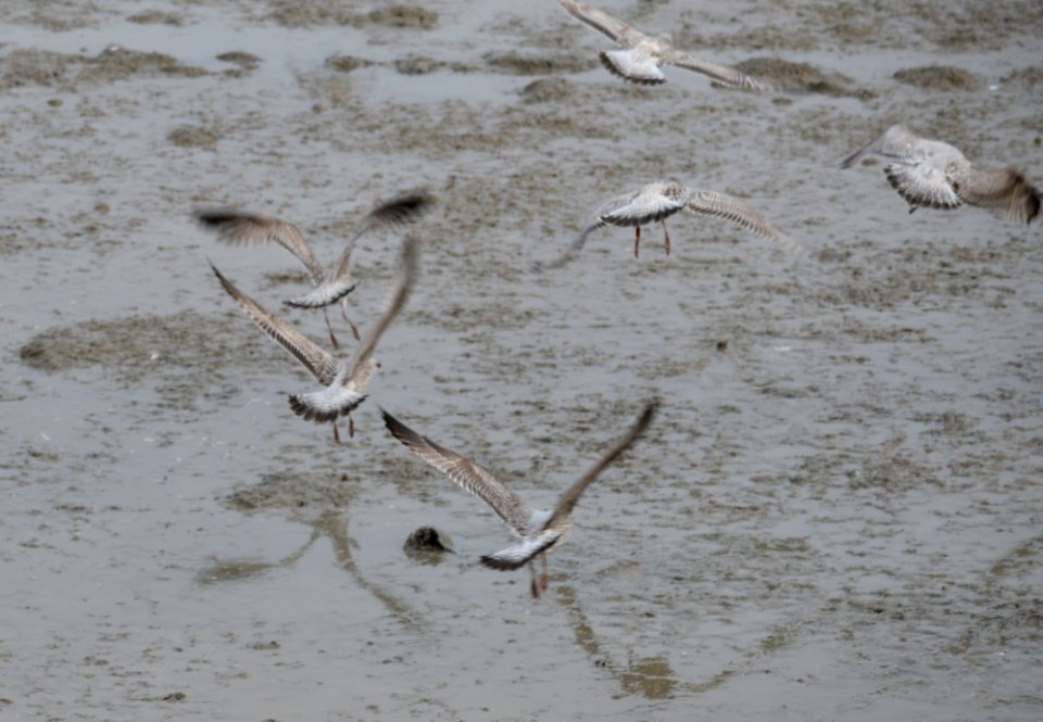 Seagulls taking off