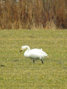 (Anseriformes: Anatidae) Cygnus columbianus bewickii, Mindre sångsvan / Tundra swan