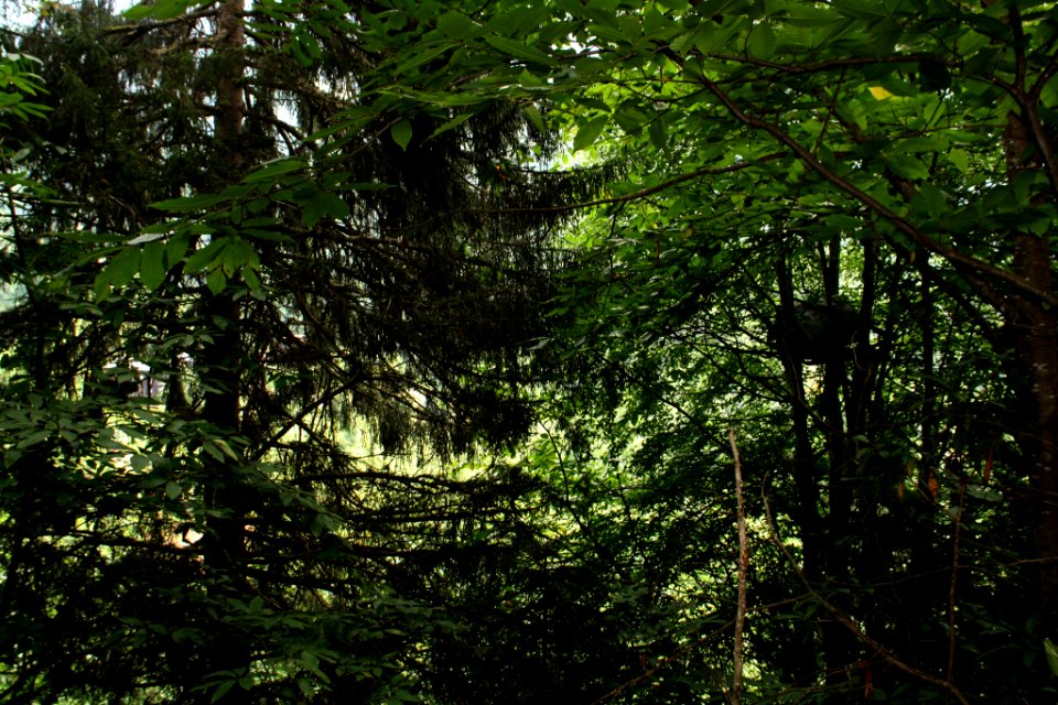 Başköy-Senoz-Çayeli-Rize