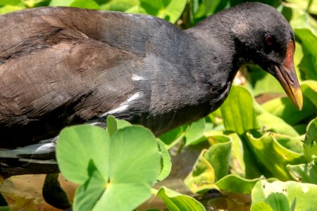 (Gruiformes: Rallidae) Gallinula chloropus, Rörhöna / Moorhen