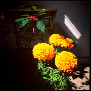noviembre-diciembre