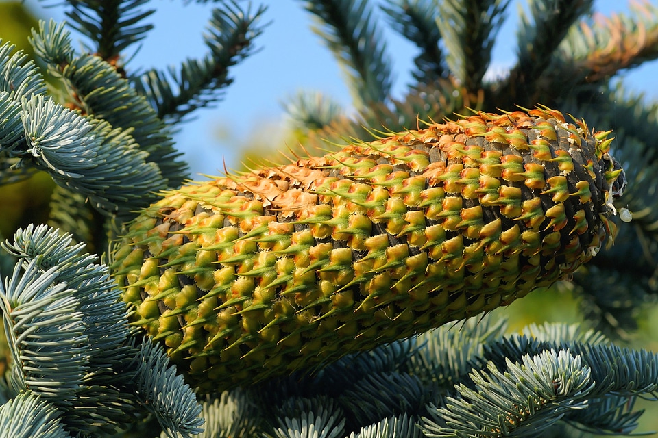 Needles nature green