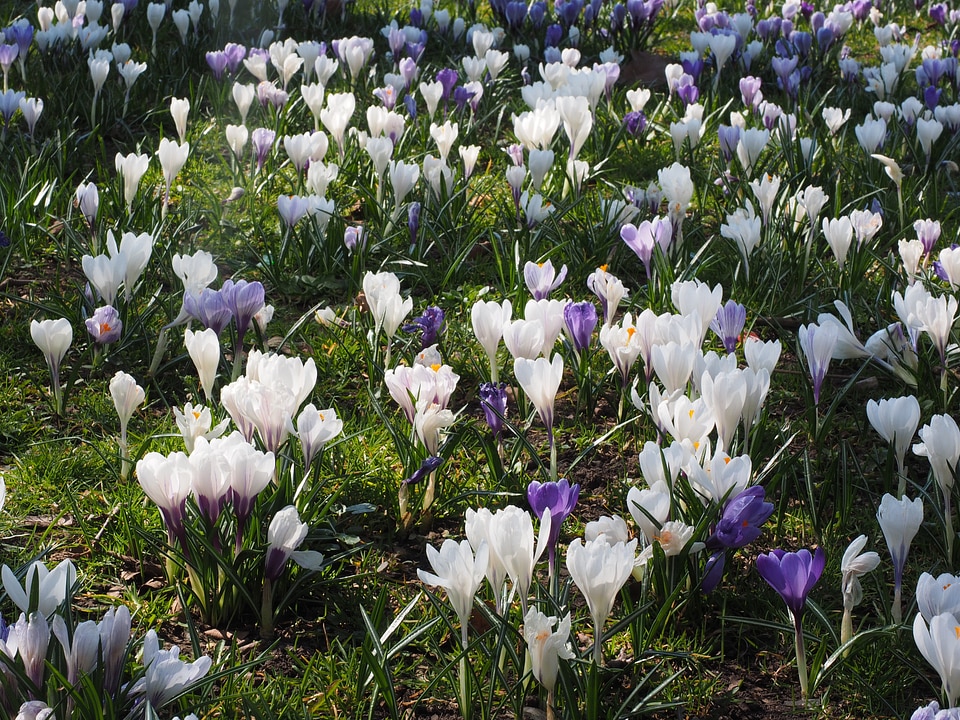 Flower compositions flora flower