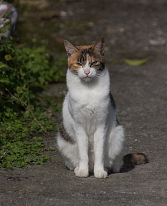 Cat pet taiwan photo