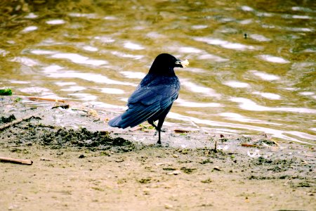 Carrion Crow thinking where to stack the food