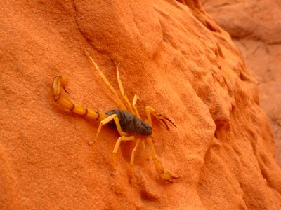 Giant Desert Hairy Scorpion