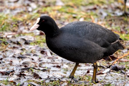 (Gruiformes: Rallidae) Fulica atra, Sothöna / Coot