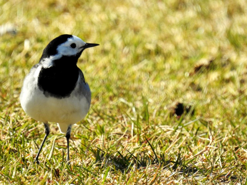 (Passeriformes: Motacillidae) Motacilla alba ♂, Sädesärla / White wagtail