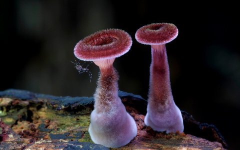 doorofperceptioncom steve axford-fungi-mushrooms-2 29422710185 o