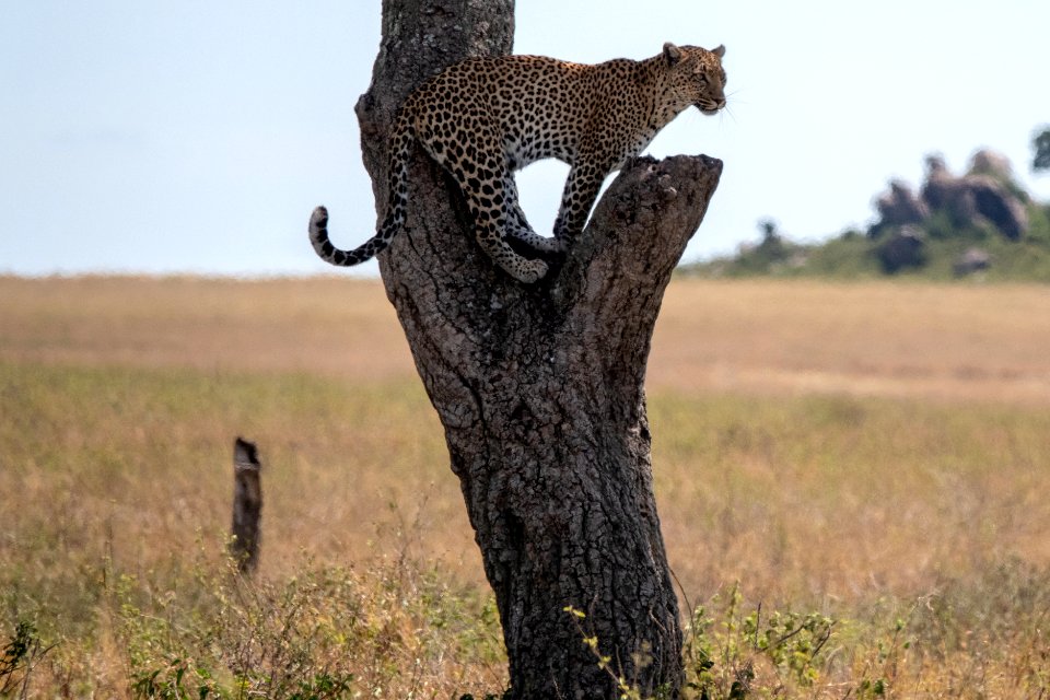 (Carnivora: Felidae) Panthera pardus ♂, Leopard photo