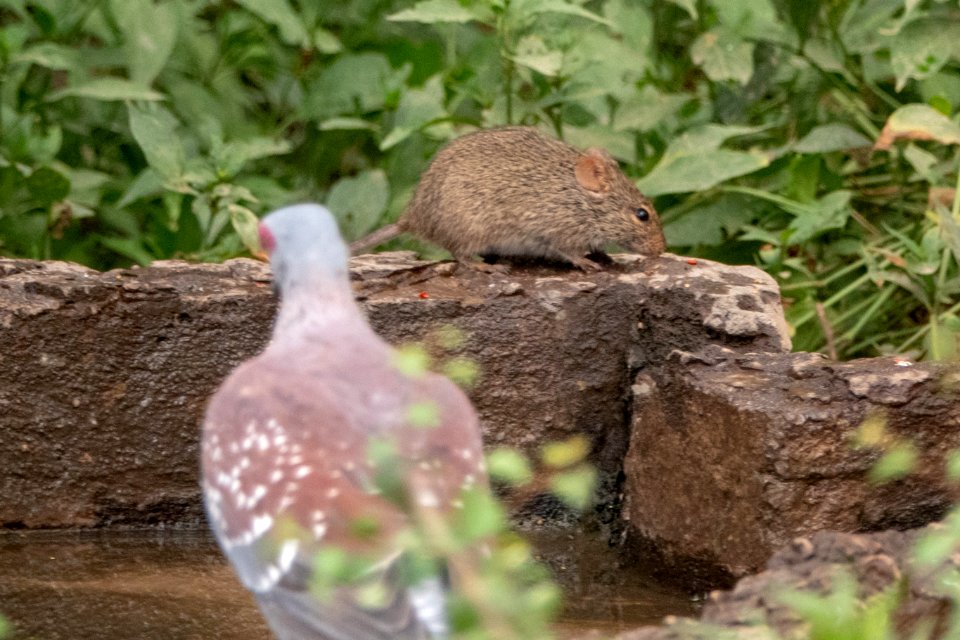 (Rodentia: Muridae) Arvicanthis niloticus, African grass rat