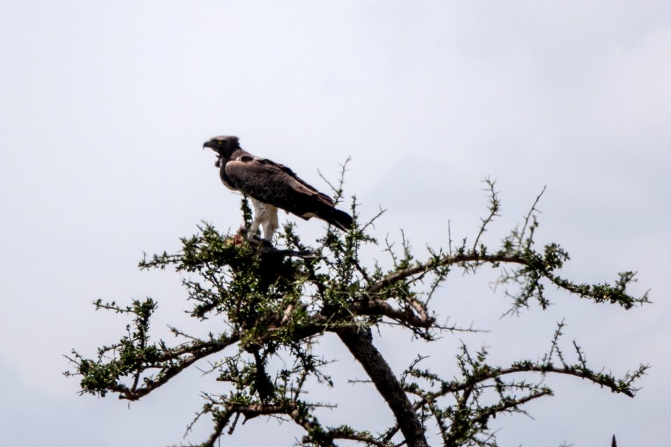 (Accipitriformes: Accipitridae) Polemaetus bellicosus, Stridsörn / Martial eagle