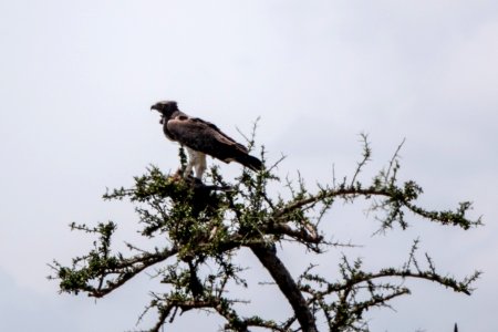 (Accipitriformes: Accipitridae) Polemaetus bellicosus, Stridsörn / Martial eagle