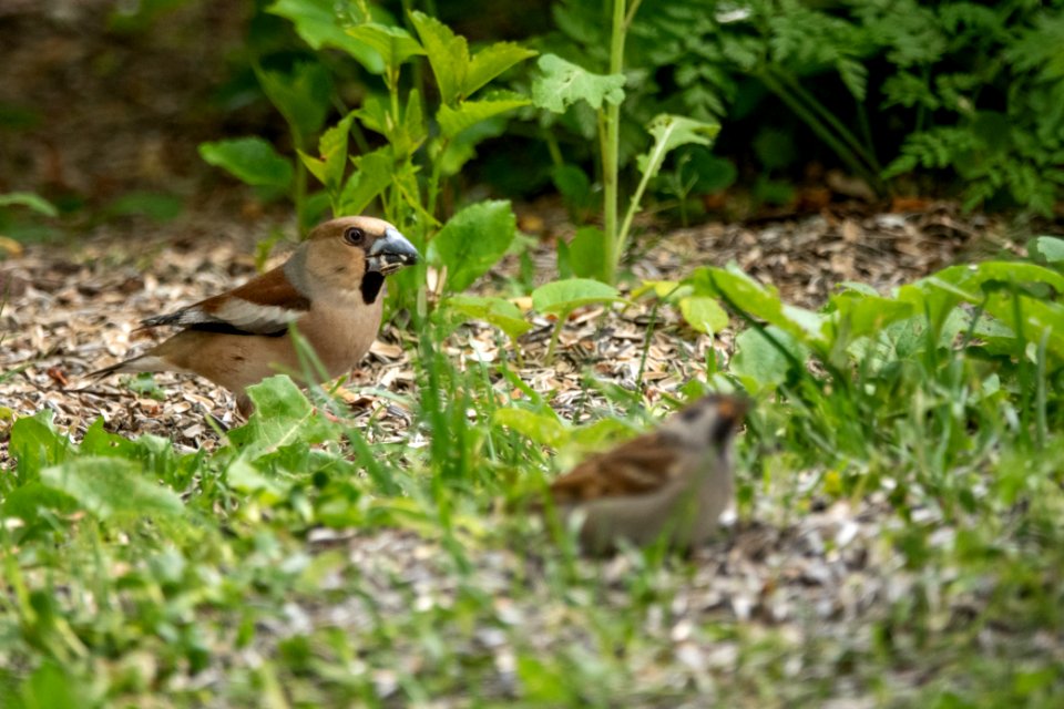 (Passeriformes: Fringillidae) Coccothraustes coccothraustes ♀, Stenknäck / Hawfinch