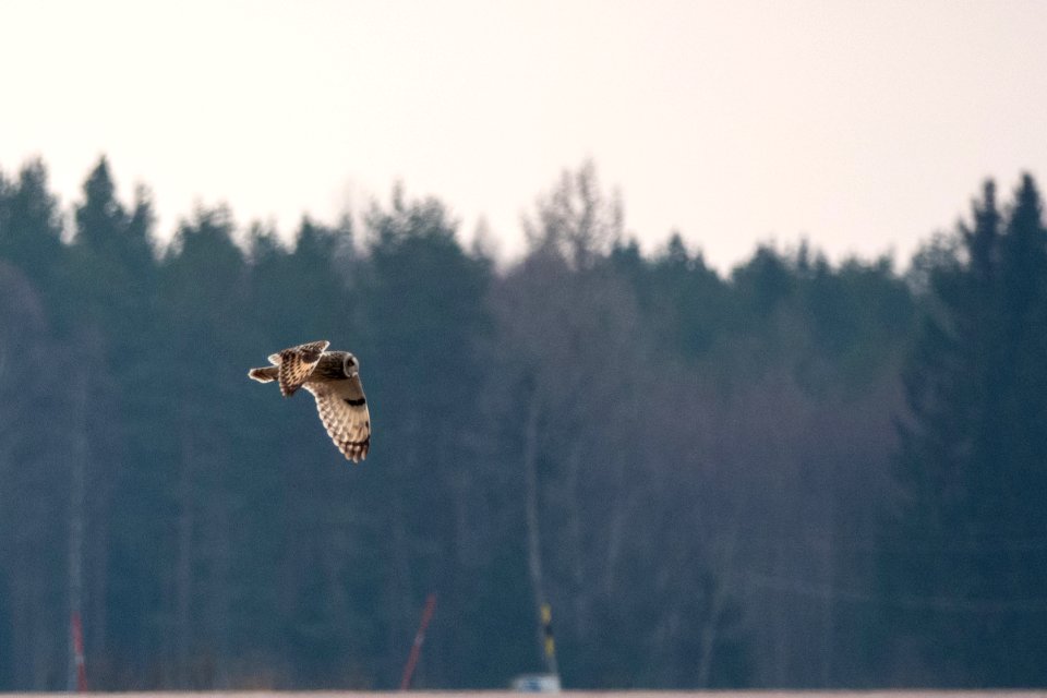 (Strigiformes: Strigidae) Asio flammeus, Jorduggla / Short-eared owl