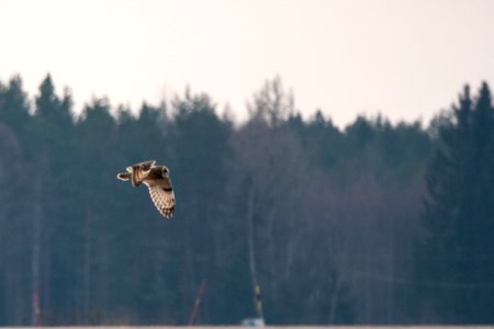 (Strigiformes: Strigidae) Asio flammeus, Jorduggla / Short-eared owl photo