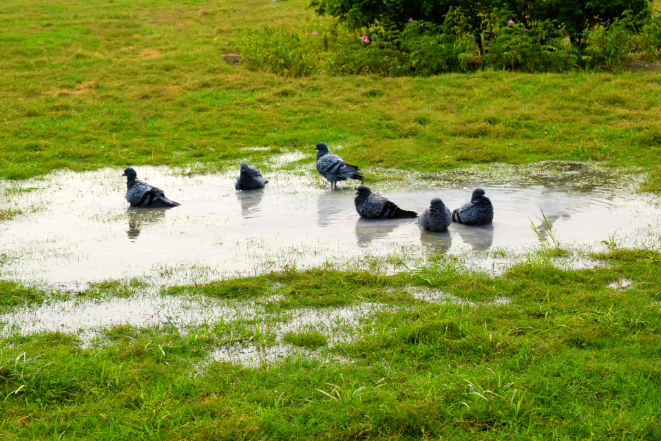 Pigeons - Rat with Wings photo