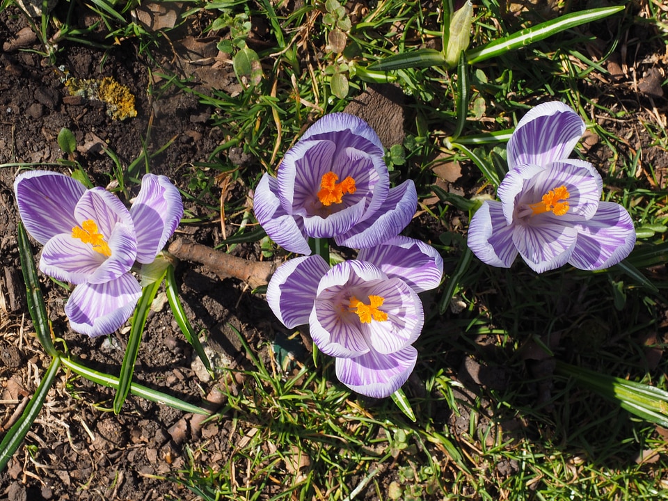 Bühen violet purple