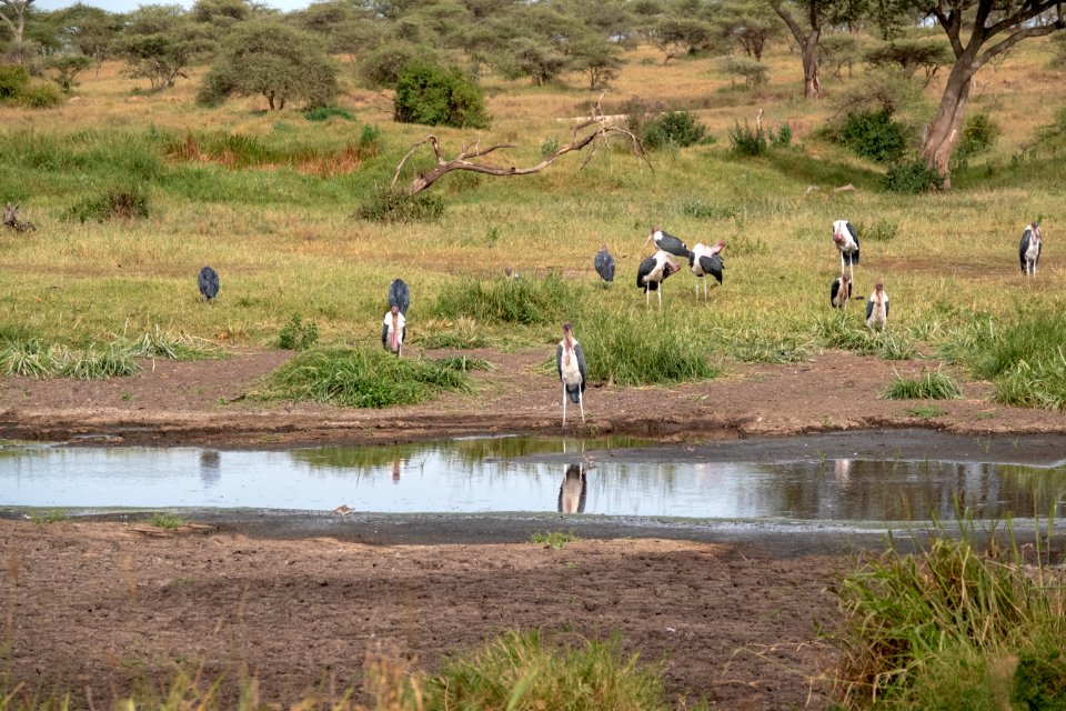 (Ciconiiformes: Ciconiidae) Leptoptilos crumenifer, Maraboustork / Marabou stork