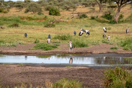 (Ciconiiformes: Ciconiidae) Leptoptilos crumenifer, Maraboustork / Marabou stork