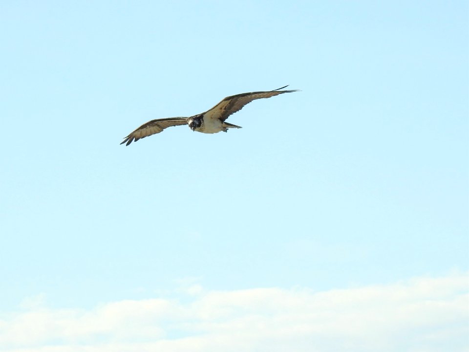 (Accipitriformes: Pandionidae) Pandion haliaetus, Fiskgjuse / Osprey