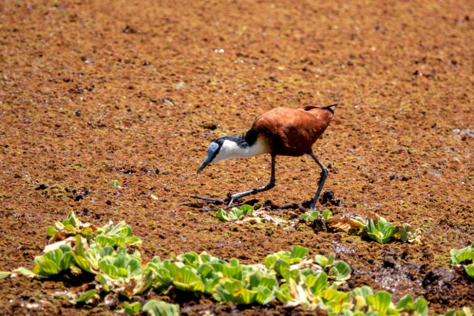 (Charadriiformes: Jacanidae) Actophilornis africanus, Afrikansk jaçana / African jacana