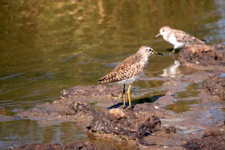 (Charadriiformes: Scolopacidae) Tringa glareola, Grönbena / Wood sandpiper