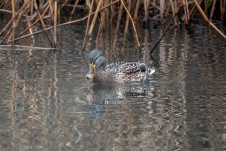 (Anseriformes: Anatidae) Anas platyrhynchos ♀, Gräsand / Mallard