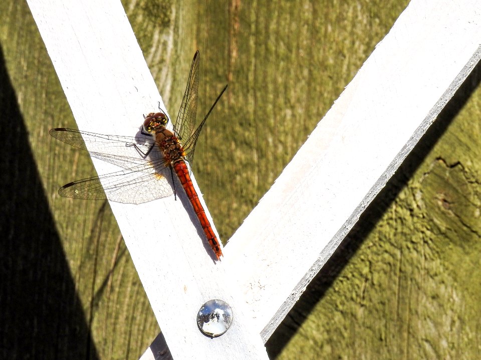 (Odonata: Libellulidae) Sympetrum sanguineum, Blodröd ängstrollslända / Ruddy darter
