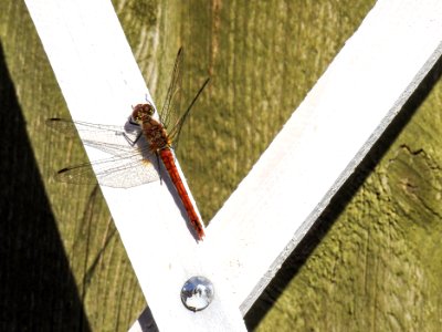 (Odonata: Libellulidae) Sympetrum sanguineum, Blodröd ängstrollslända / Ruddy darter
