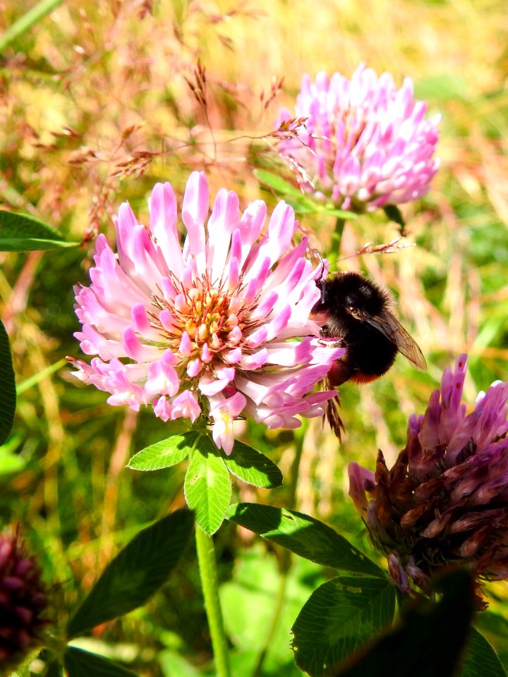 (Hymenoptera: Apidae) Bombus lapidarius, Stenhumla / Red-tailed bumblebee