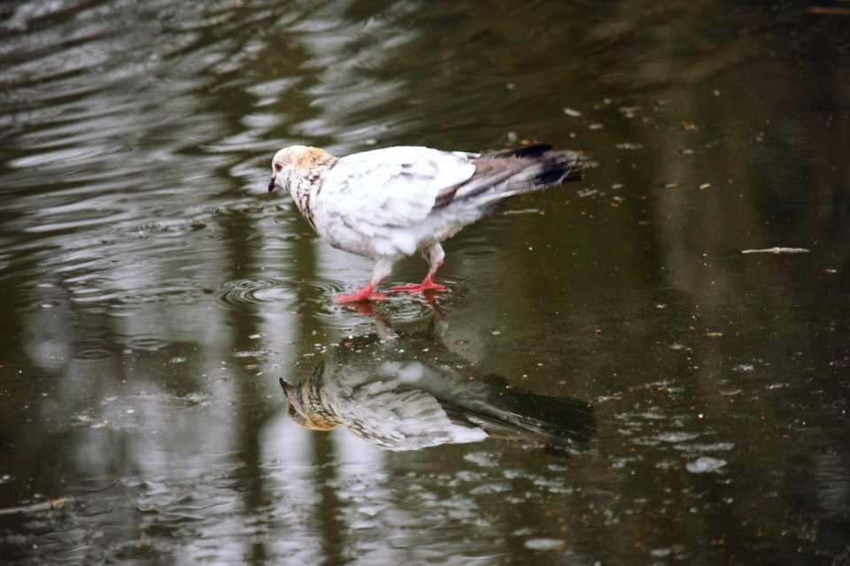 Pigeon on the ice