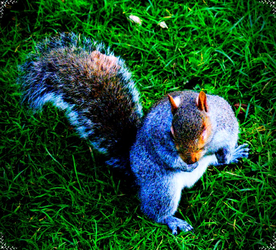 Where did I hide the other nuts?