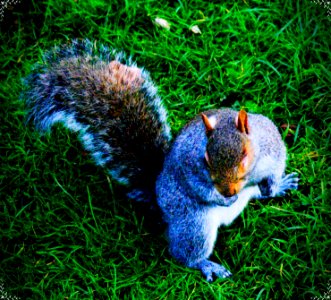 Where did I hide the other nuts?