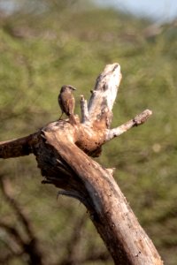 (Passeriformes: Passeridae) Passer griseus, Bysparv / Northern grey-headed sparrow