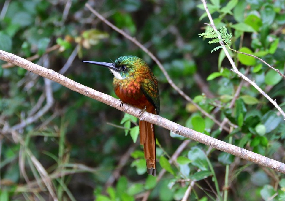 Rufous-tailed Jacamar