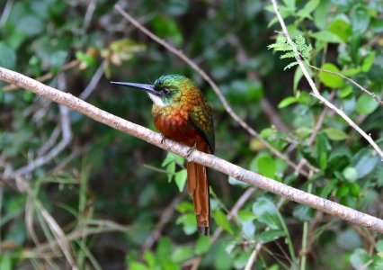 Rufous-tailed Jacamar