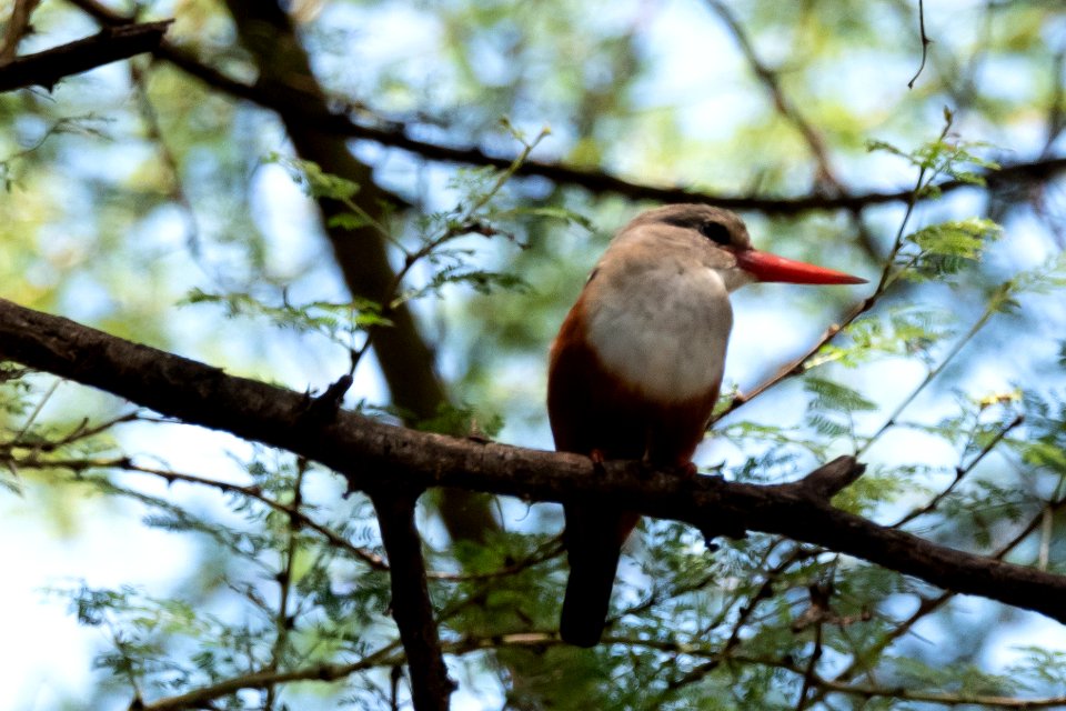 (Coraciiformes: Alcedinidae) Halcyon leucocephala, Gråhuvad kungsfiskare / Grey-headed kingfisher