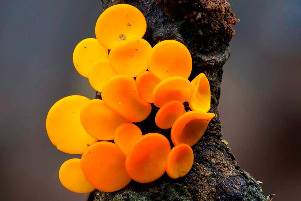 steve-axford-new-fungi-photos-china-4 29134574900 o