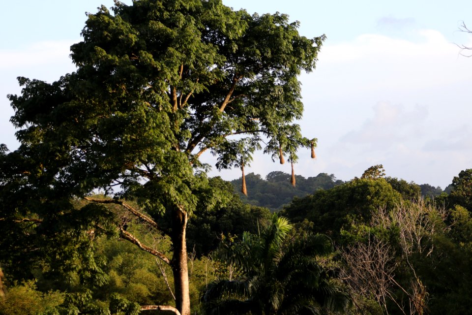 Oropendola nests, Matura, Trinidad