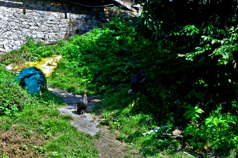 Başköy Senoz Çayeli