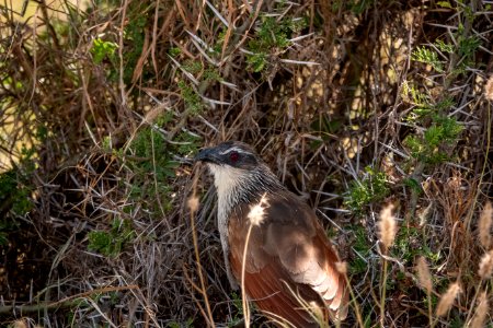 (Cuculiformes: Cuculidae) Centropus superciliosus, Vitbrynad sporrgök / White-browed coucal