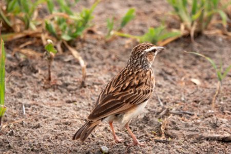 (Passeriformes: Alaudidae) Calendulauda africanoides, Isabellalärka / Fawn-coloured lark
