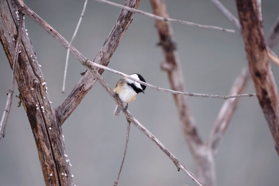 Black-capped Chickadee Meise photo