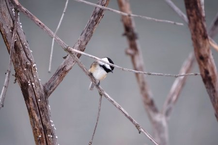 Black-capped Chickadee Meise