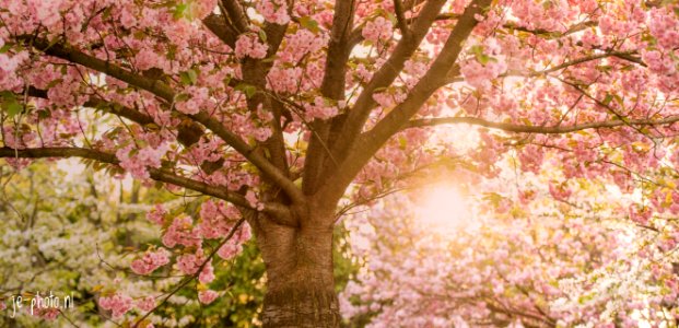 Soft Spring
