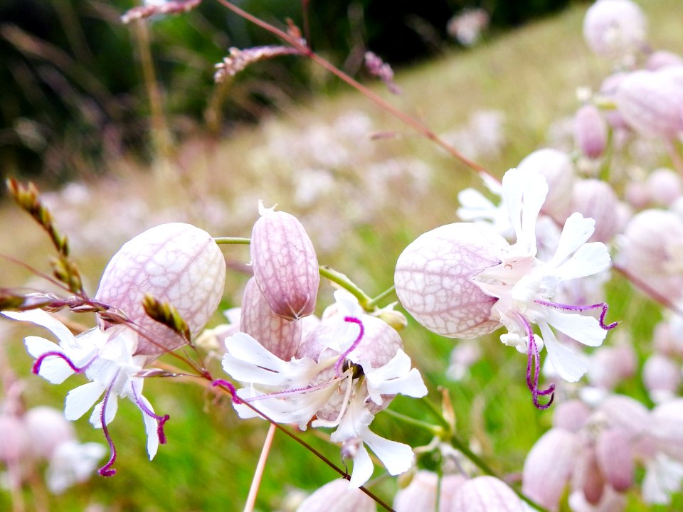 (Caryophyllales: Caryophyllaceae) Silene vulgaris, Smällglim / Bladder campion