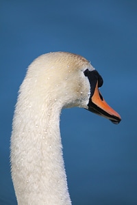 Swan head drop of water