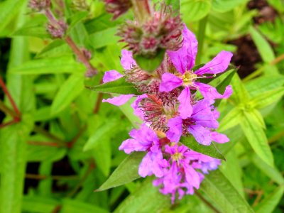 (Myrtales: Lythraceae) Lythrum salicaria, Fackelblomster / Purple loosestrife